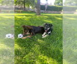 Small #5 German Shepherd Dog Mix