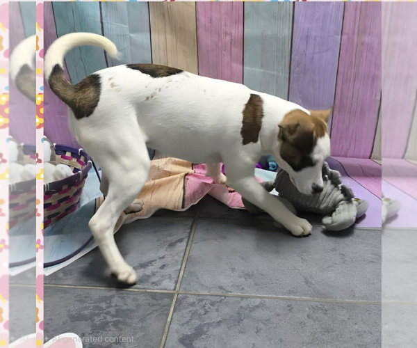 Medium Photo #1 Beabull Puppy For Sale in Aurora, IN, USA