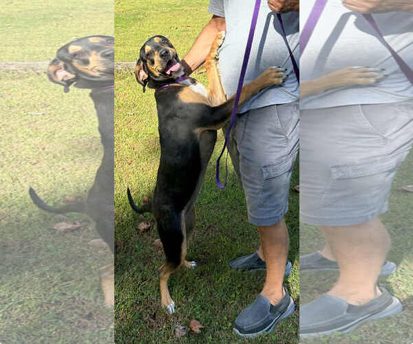 Medium Photo #2 Mutt Puppy For Sale in Shelburne, VT, USA