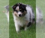 Small #16 Australian Shepherd