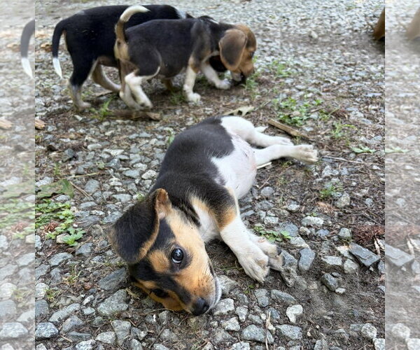 Medium Photo #2 Beagle-Unknown Mix Puppy For Sale in Spring Lake, NC, USA