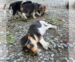 Small #1 Beagle Mix