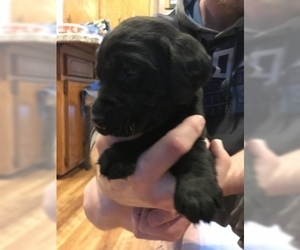 Labrador Retriever Puppy for sale in EDEN VALLEY, MN, USA