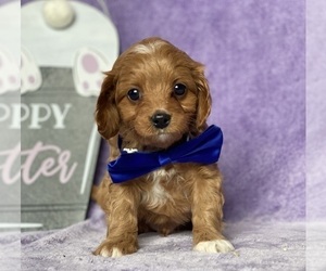 Cavapoo Puppy for sale in LANCASTER, PA, USA