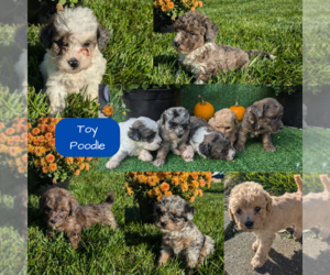 Poodle (Toy) Puppy for Sale in GOSHEN, Indiana USA