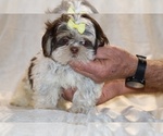 Small #3 Shih Tzu