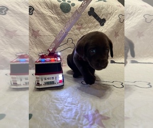 Labrador Retriever Puppy for sale in WEBSTER, FL, USA