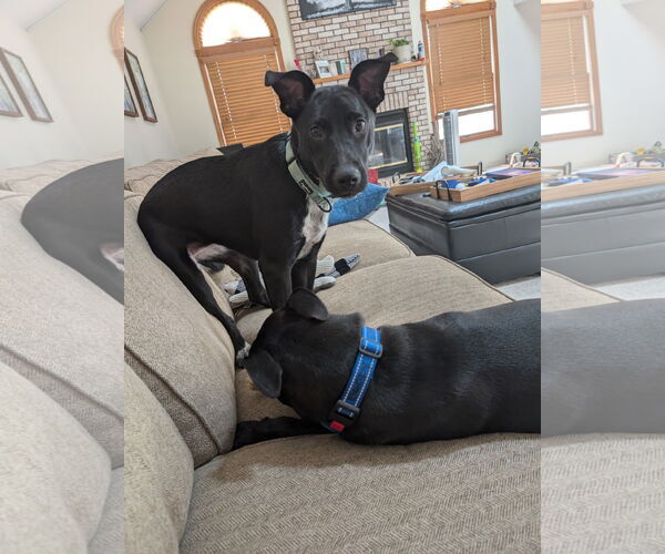 Medium Photo #4 Borador Puppy For Sale in Plainfield, IL, USA