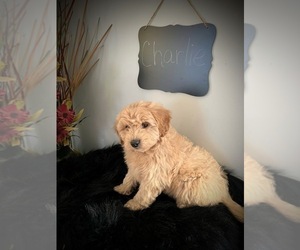 Goldendoodle (Miniature) Puppy for Sale in NORTH VERNON, Indiana USA