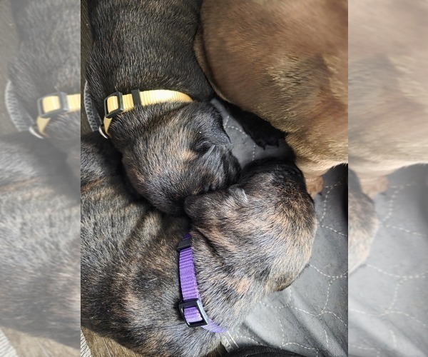 Medium Photo #13 Cane Corso Puppy For Sale in BLANCA, CO, USA
