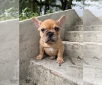 Small Photo #3 French Bulldog Puppy For Sale in SAYREVILLE, NJ, USA