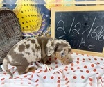 Small #22 Dachshund