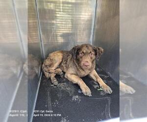 Australian Shepherd-Unknown Mix Dogs for adoption in San Antonio, TX, USA