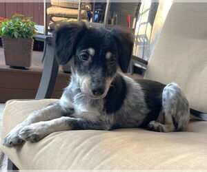 Medium Poodle (Miniature) Mix