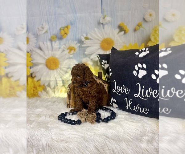 Medium Photo #8 Poodle (Toy) Puppy For Sale in RIPLEY, MS, USA