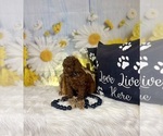 Small #7 Poodle (Toy)