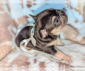 Medium French Bulldog