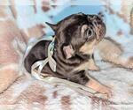 Puppy Amelie French Bulldog