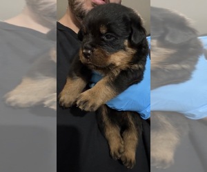 Rottweiler Puppy for Sale in WALLINGFORD, Connecticut USA