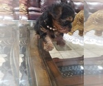 Small Photo #21 Yorkshire Terrier Puppy For Sale in ODESSA, TX, USA