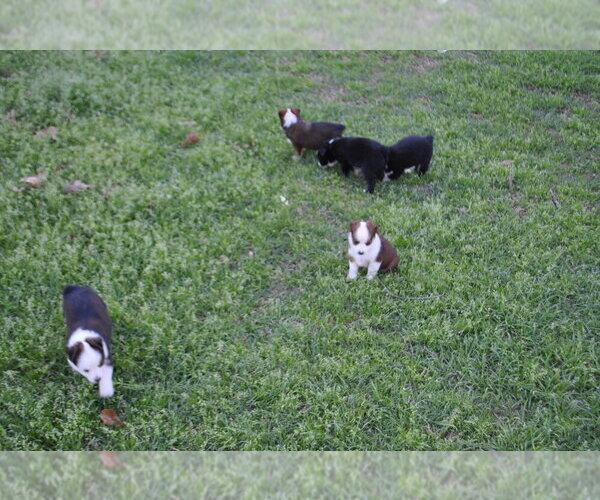 Medium Photo #10 Miniature Australian Shepherd Puppy For Sale in SWAN, TX, USA
