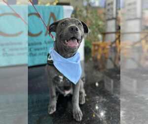 Blue Lacy-Dachshund Mix Dogs for adoption in Rosenberg, TX, USA