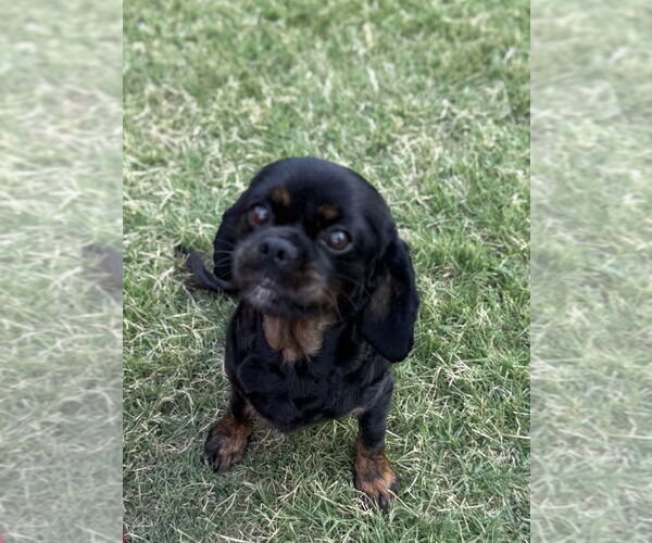 Medium Photo #3 Spaniel-Unknown Mix Puppy For Sale in OKLAHOMA CITY, OK, USA