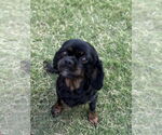 Small #2 Spaniel Mix