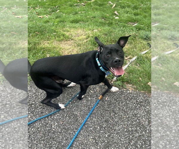 Medium Photo #5 Mutt Puppy For Sale in Springdale, PA, USA
