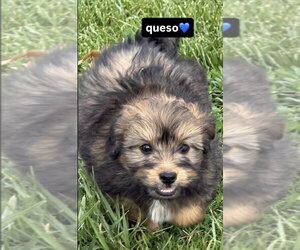 Australian Shepherd-Unknown Mix Dogs for adoption in Aurora, IN, USA