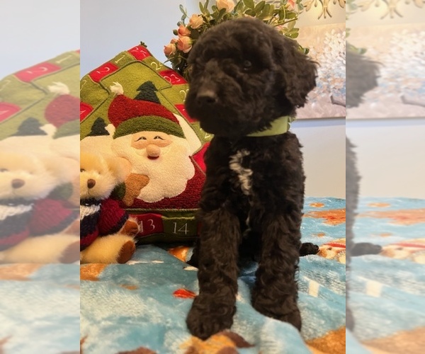 Medium Photo #14 Goldendoodle Puppy For Sale in NEW LONDON, NC, USA