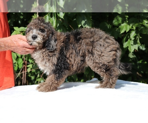 Medium Photo #9 Bernedoodle (Miniature) (+ Poodle Miniature) Puppy For Sale in DYERSBURG, TN, USA