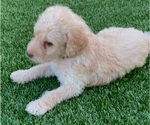 Small Photo #3 Labradoodle Puppy For Sale in THE VILLAGES, FL, USA
