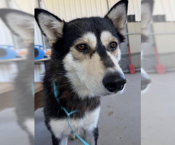 Medium Photo #1 Siberian Husky Puppy For Sale in Bakersfield, CA, USA