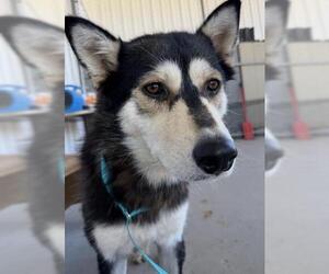 Siberian Husky Dogs for adoption in Bakersfield, CA, USA