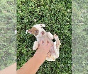 American Pit Bull Terrier-Australian Cattle Dog Mix Puppy for sale in PILOT MOUNTAIN, NC, USA