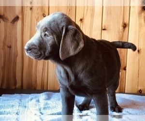 Labrador Retriever Puppy for sale in FREDERICKSBURG, OH, USA
