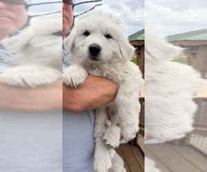 Medium Great Pyrenees