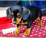 Small #2 Dachshund