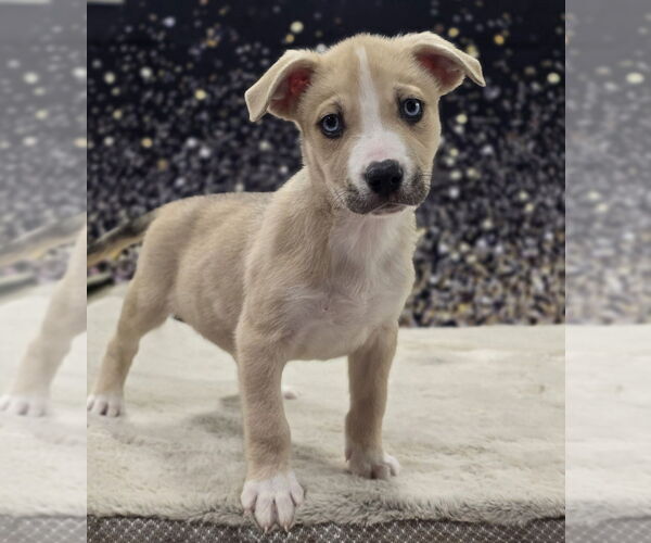 Medium Photo #6 Mutt Puppy For Sale in Lakewood, CO, USA