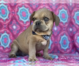 French Bulldog Puppy for sale in LANCASTER, PA, USA
