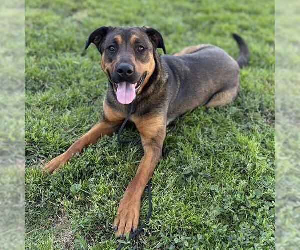 Medium Photo #2 Shepweiller Puppy For Sale in Modesto, CA, USA