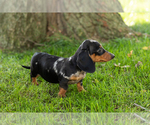 Small Photo #12 Dachshund Puppy For Sale in BREMEN, IN, USA