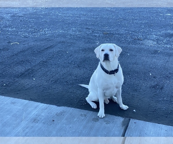 Medium Photo #2 Labrador Retriever Puppy For Sale in MOSES LAKE, WA, USA