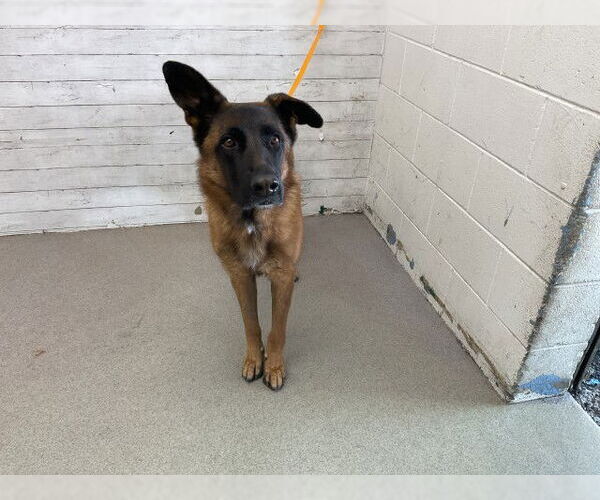 Medium Photo #1 German Shepherd Dog-Unknown Mix Puppy For Sale in San Bernardino, CA, USA