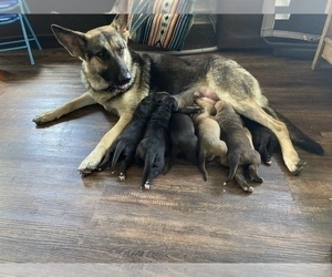 Mother of the German Shepherd Dog-Great Dane Mix puppies born on 06/19/2022