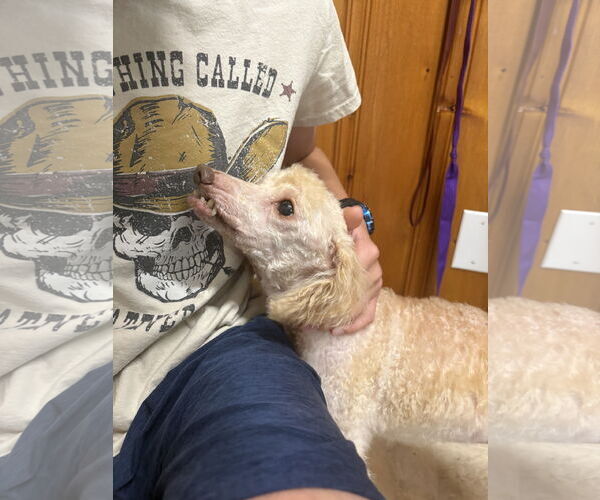Medium Photo #3 Poodle (Miniature)-Unknown Mix Puppy For Sale in Raleigh, NC, USA