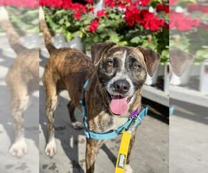 Pointer Dogs for adoption in Santa Maria, CA, USA