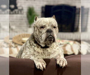 Olde Bulldog Dogs for adoption in Millsboro, DE, USA