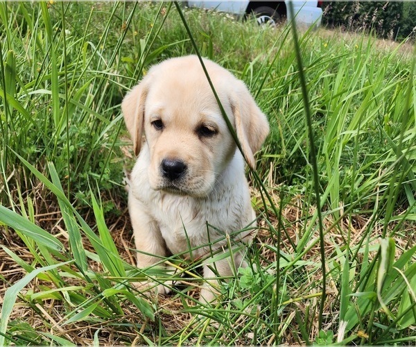 Medium Photo #3 Labrador Retriever Puppy For Sale in LACEY, WA, USA